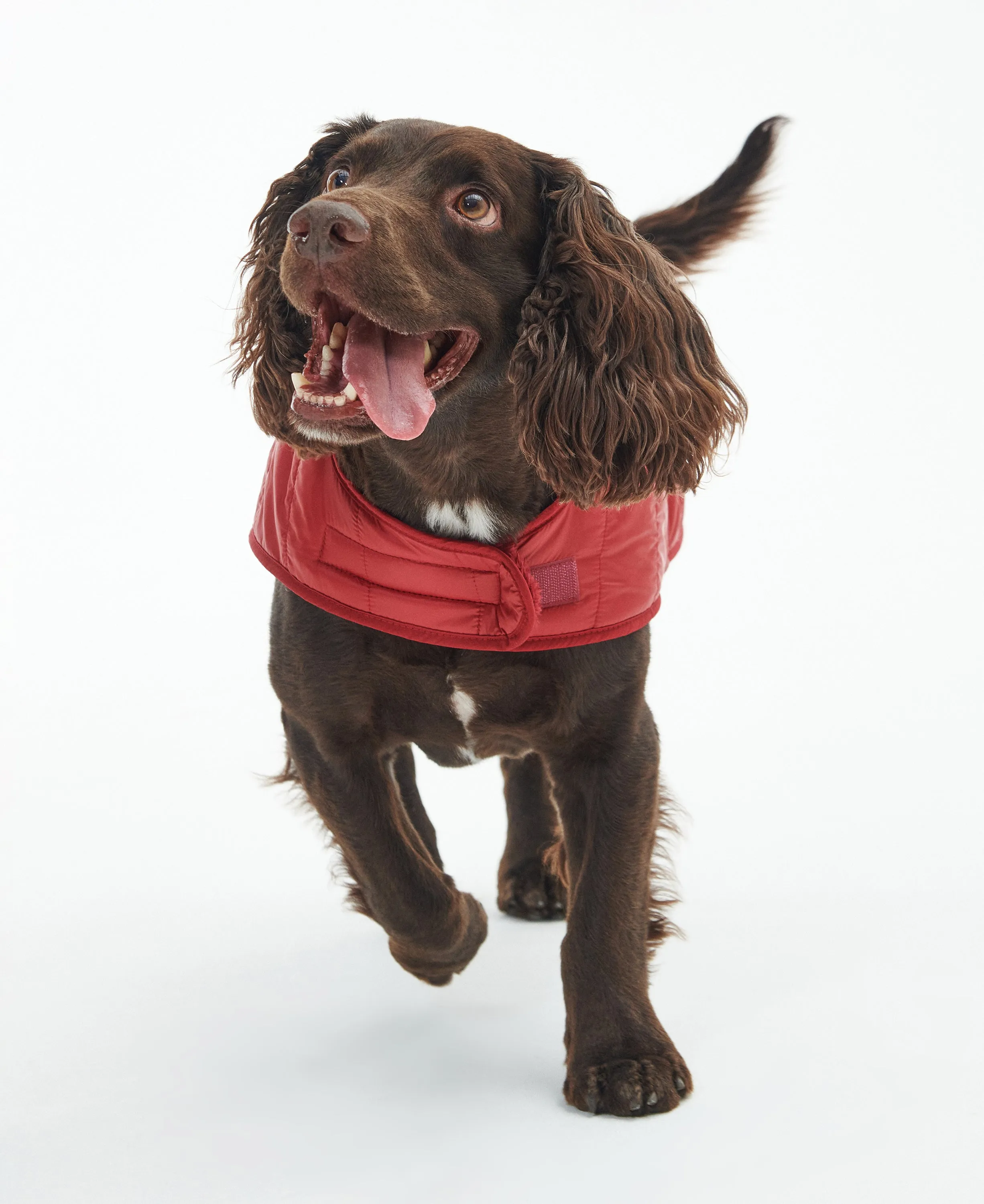 Baffle Quilted Dog Coat Wine